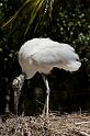11 Fort Lauderdale, Flamingo Gardens, Kaalkopooievaar